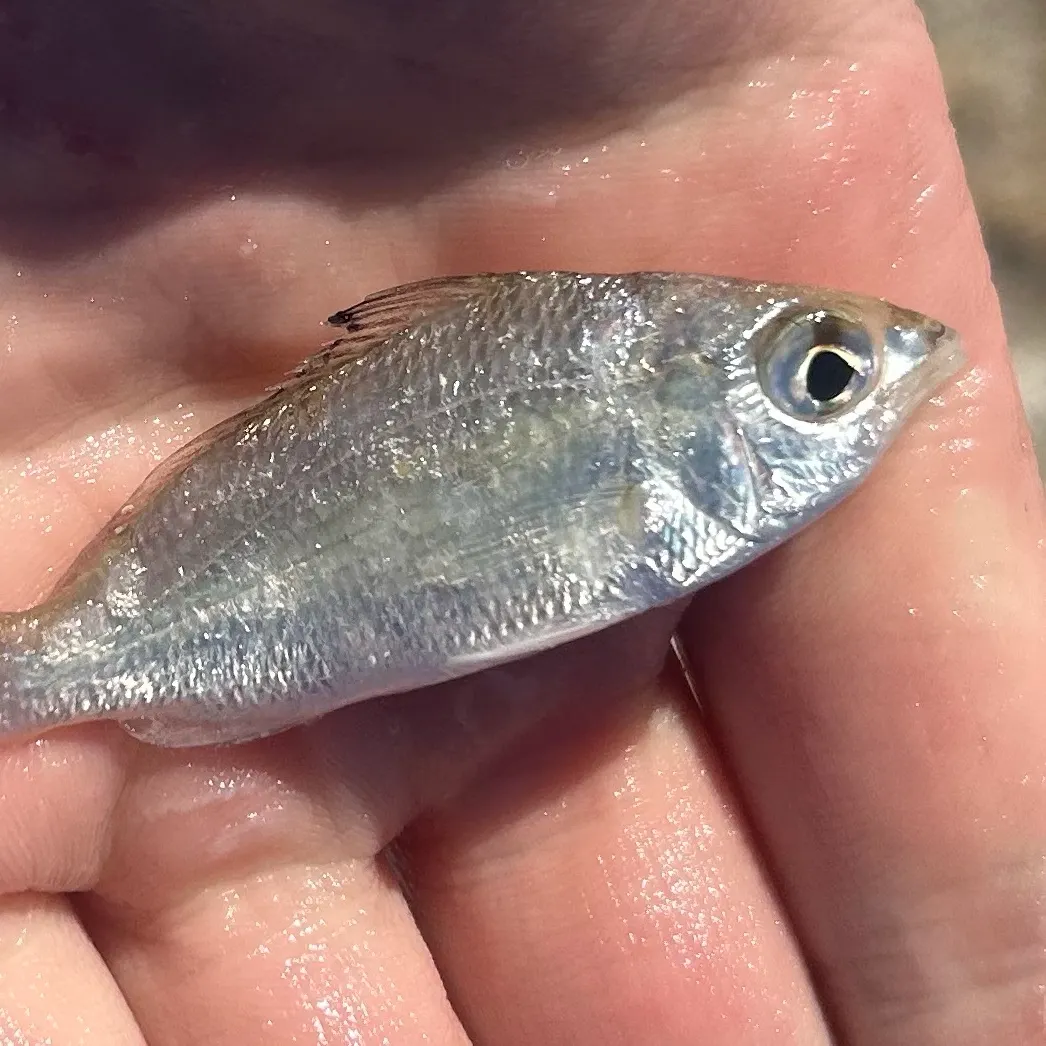 The most recent Atlantic spotfin mojarra catches on Fishbrain