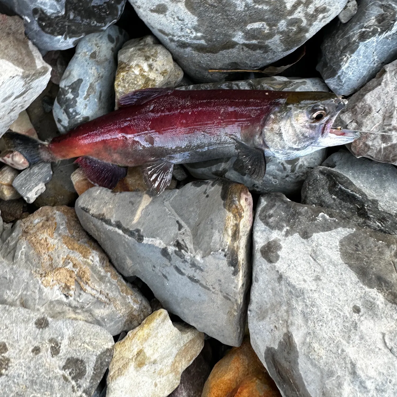 recently logged catches