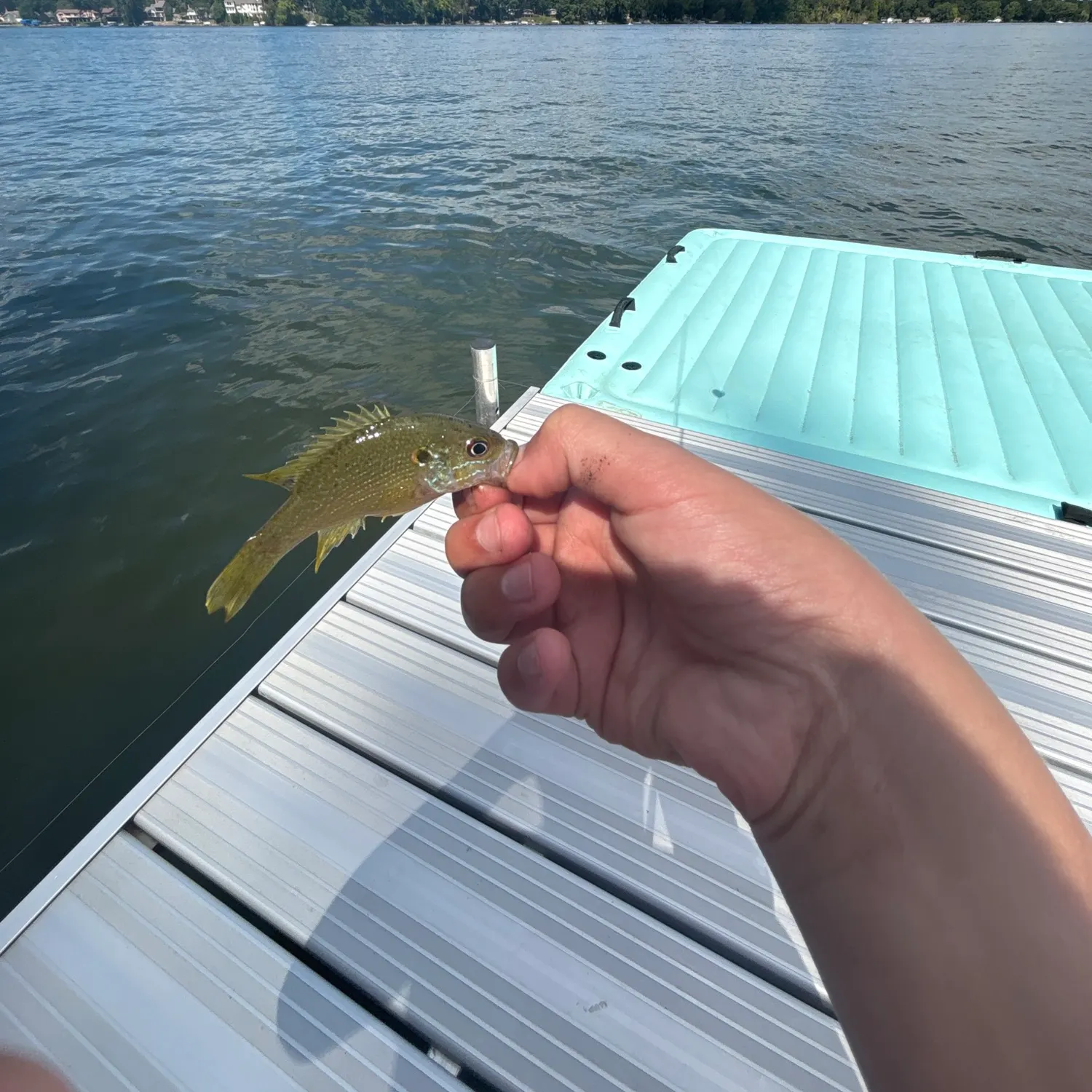 Green sunfish caught on Fishbrain