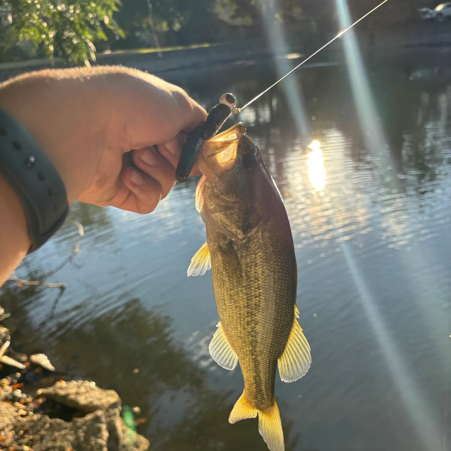 Fish caught on Fishbrain
