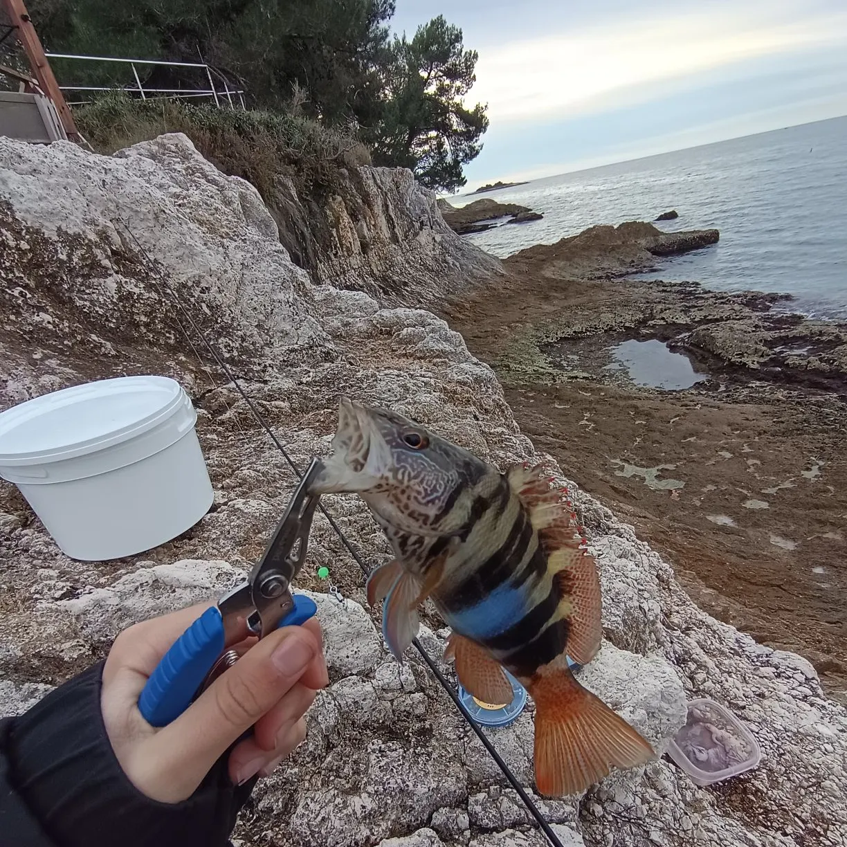 The most recent Painted comber catches on Fishbrain