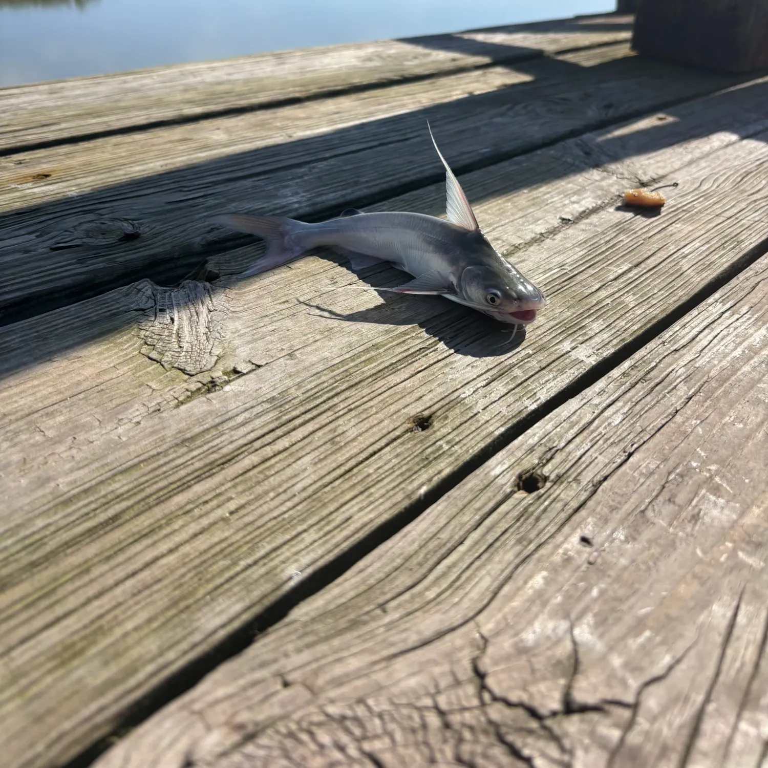 Gafftopsail sea catfish caught on Fishbrain