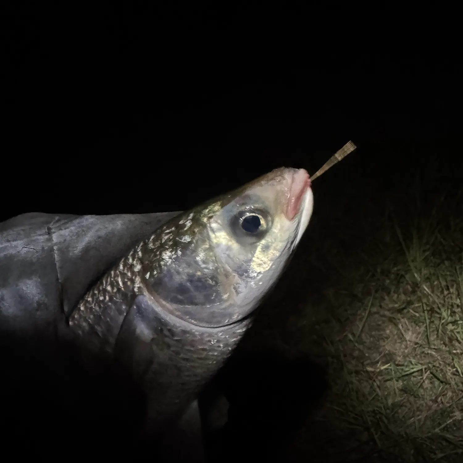 The most recent Striped mullet catches on Fishbrain