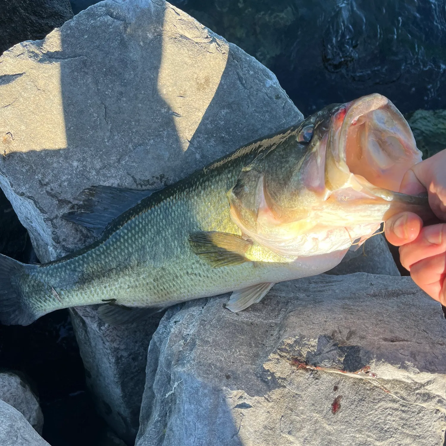 Largemouth bass caught on Fishbrain