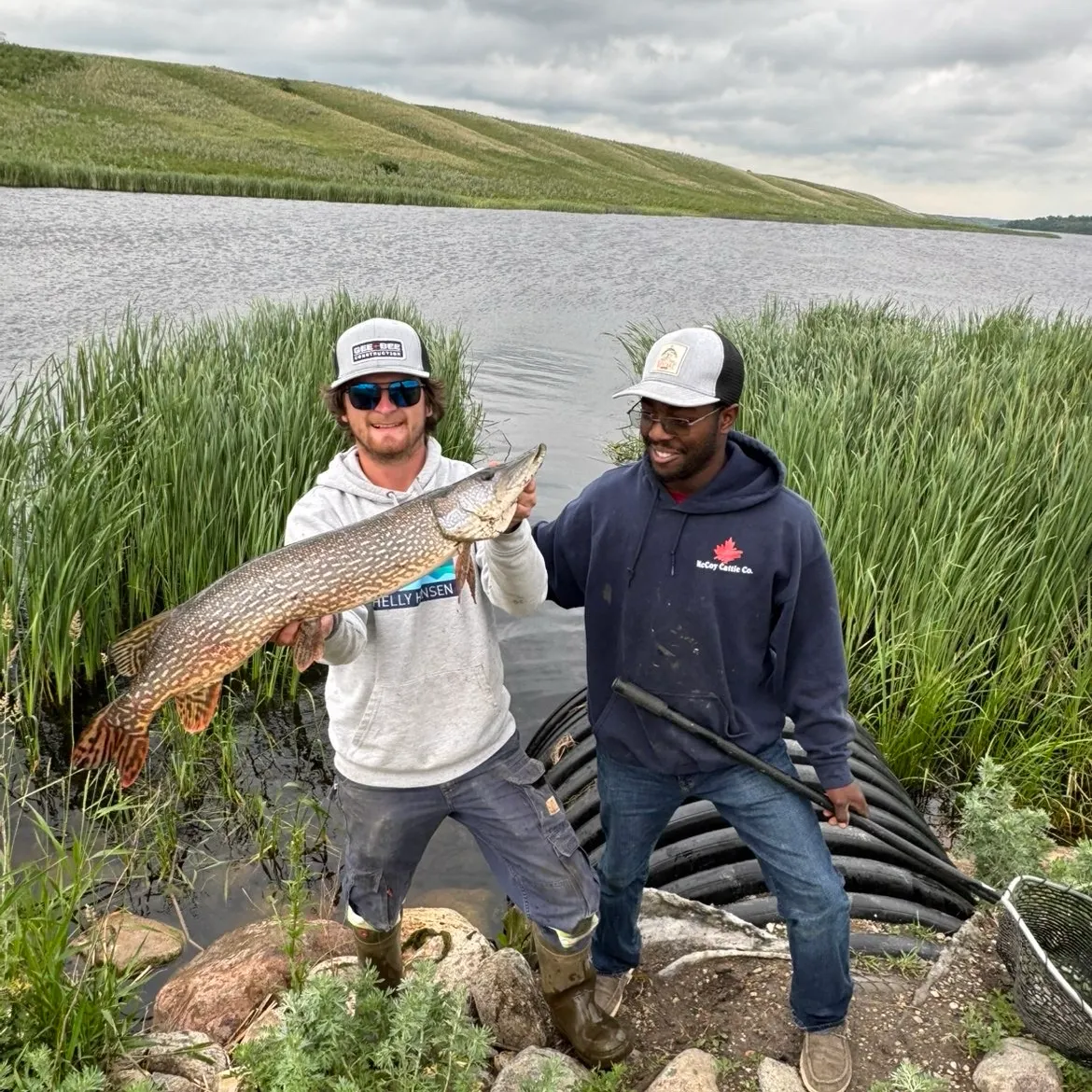 Northern pike caught on Fishbrain