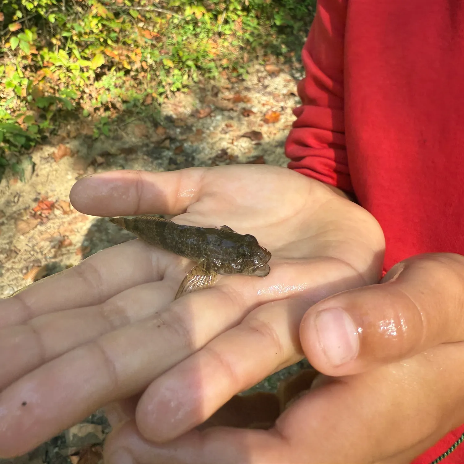 The most recent Longspined bullhead catches on Fishbrain