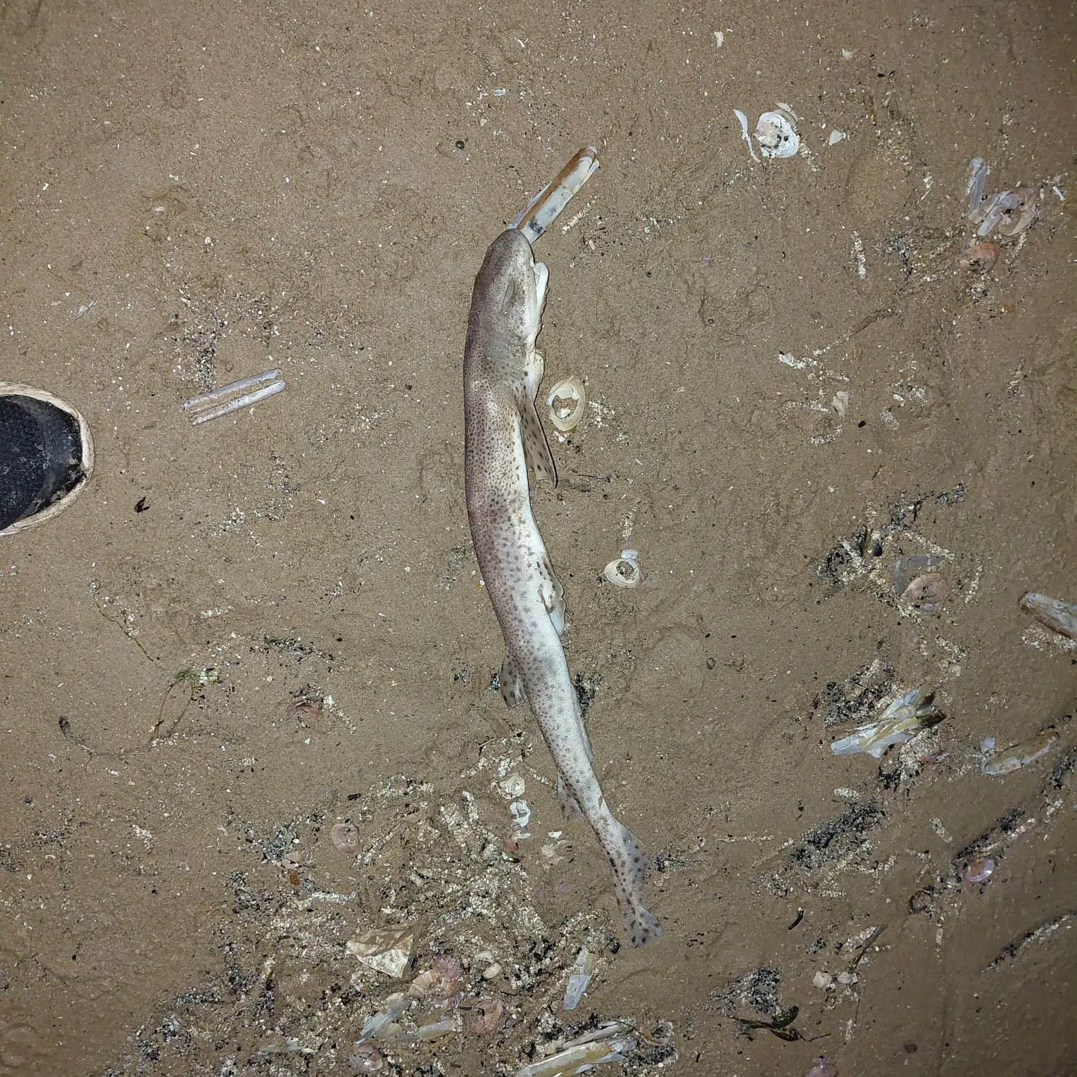 The most recent Nursehound catches on Fishbrain