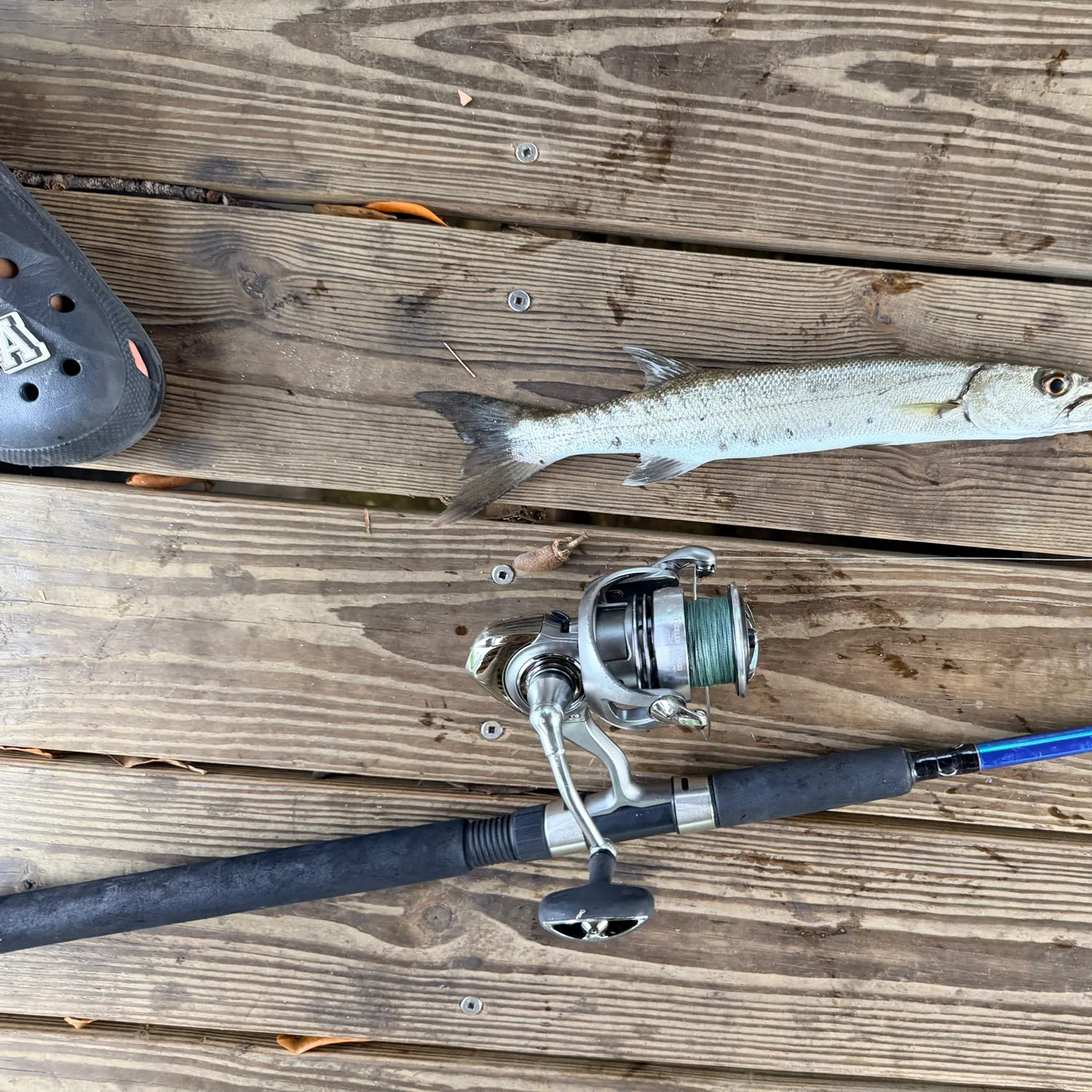 The most recent Great barracuda catches on Fishbrain