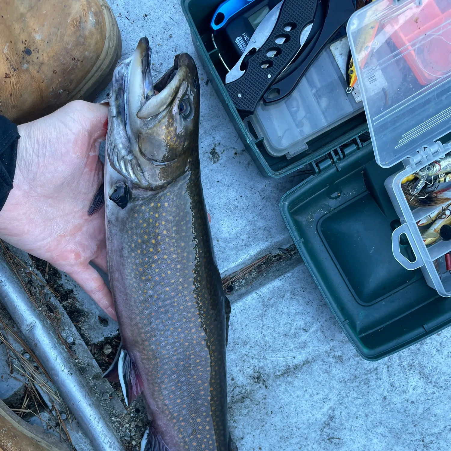 recently logged catches