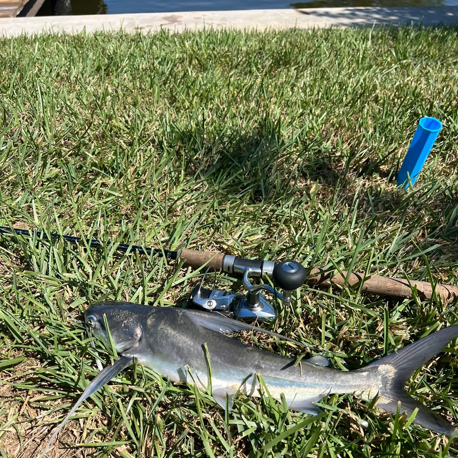 The most recent Gafftopsail sea catfish catches on Fishbrain