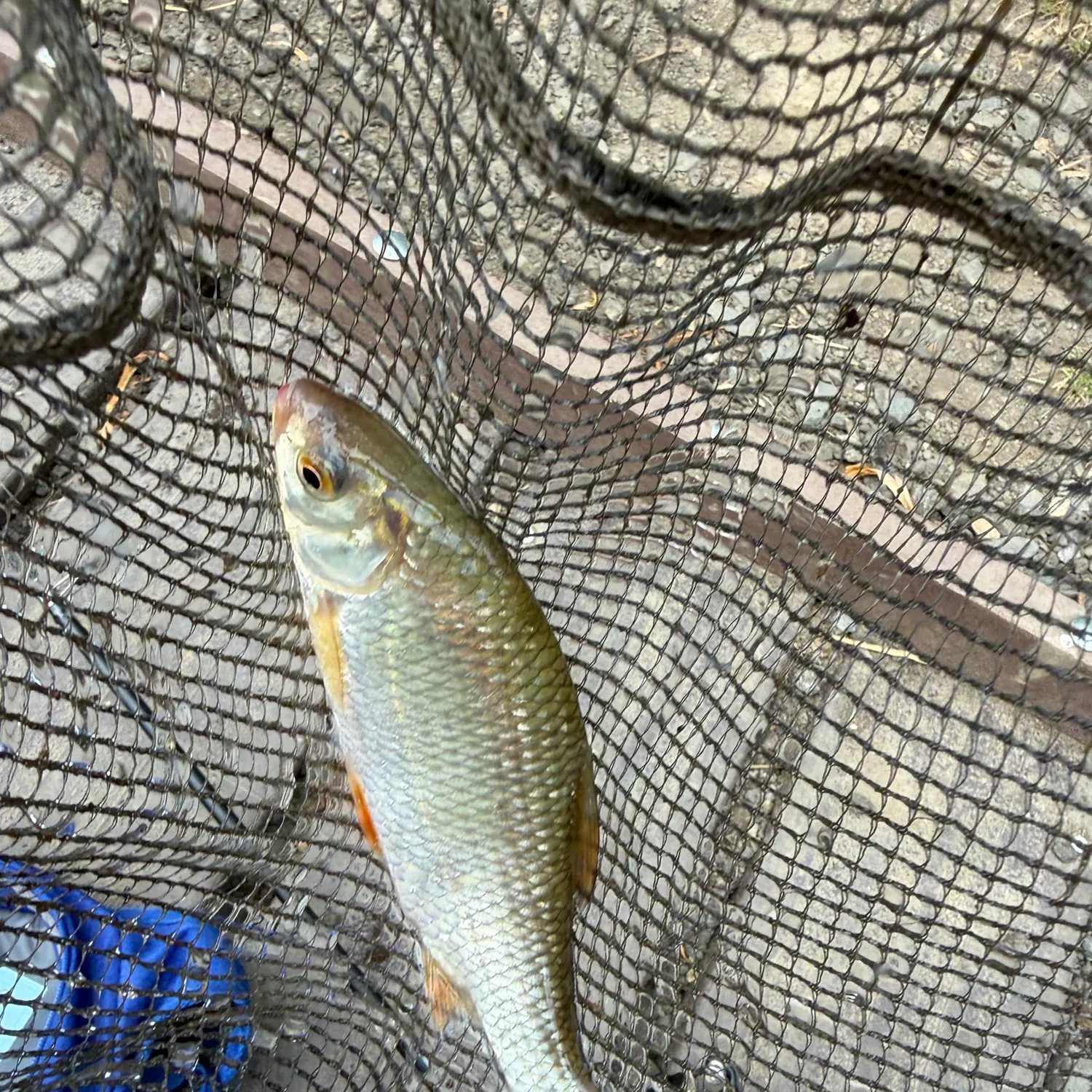 Common roach caught on Fishbrain