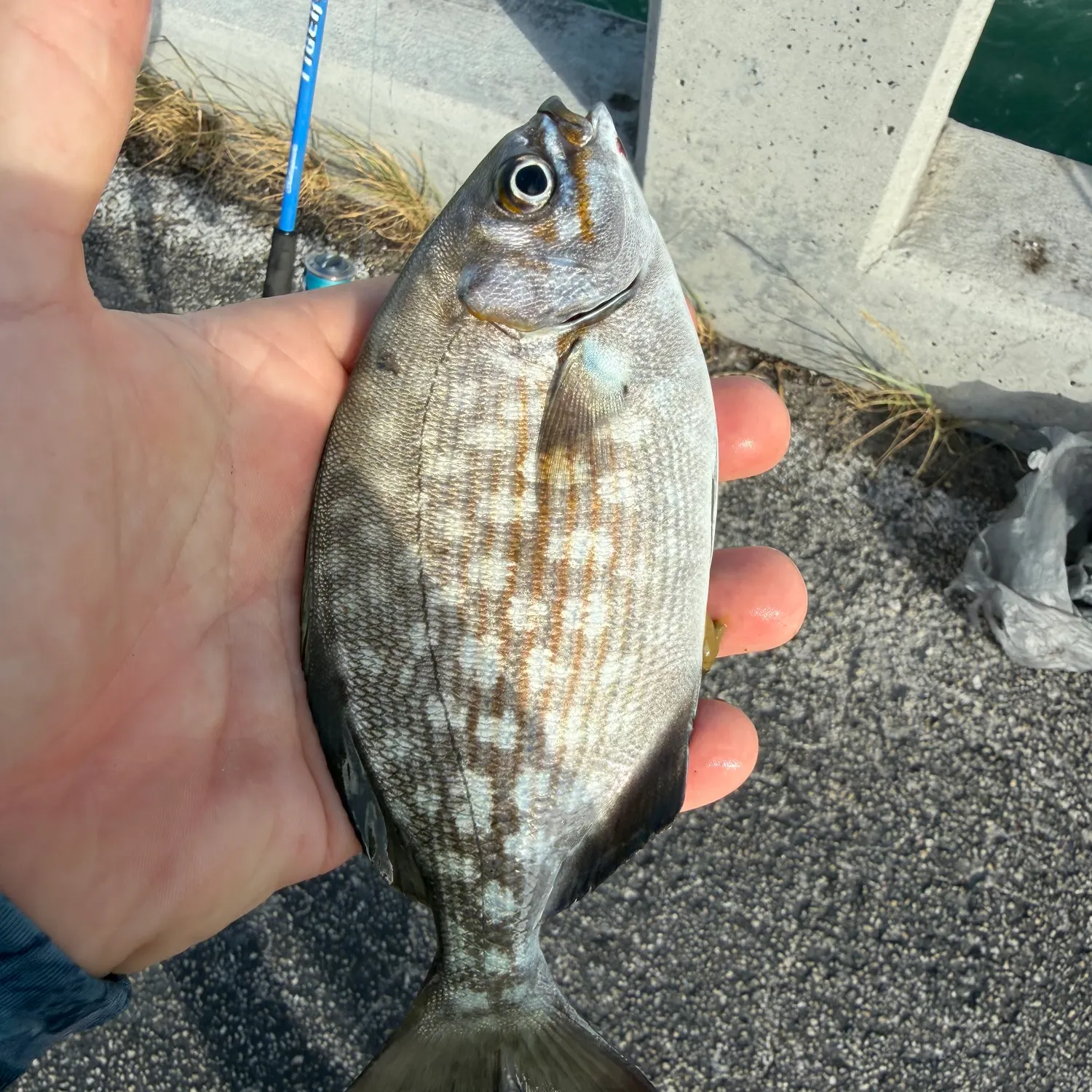 The most recent Brassy chub catches on Fishbrain