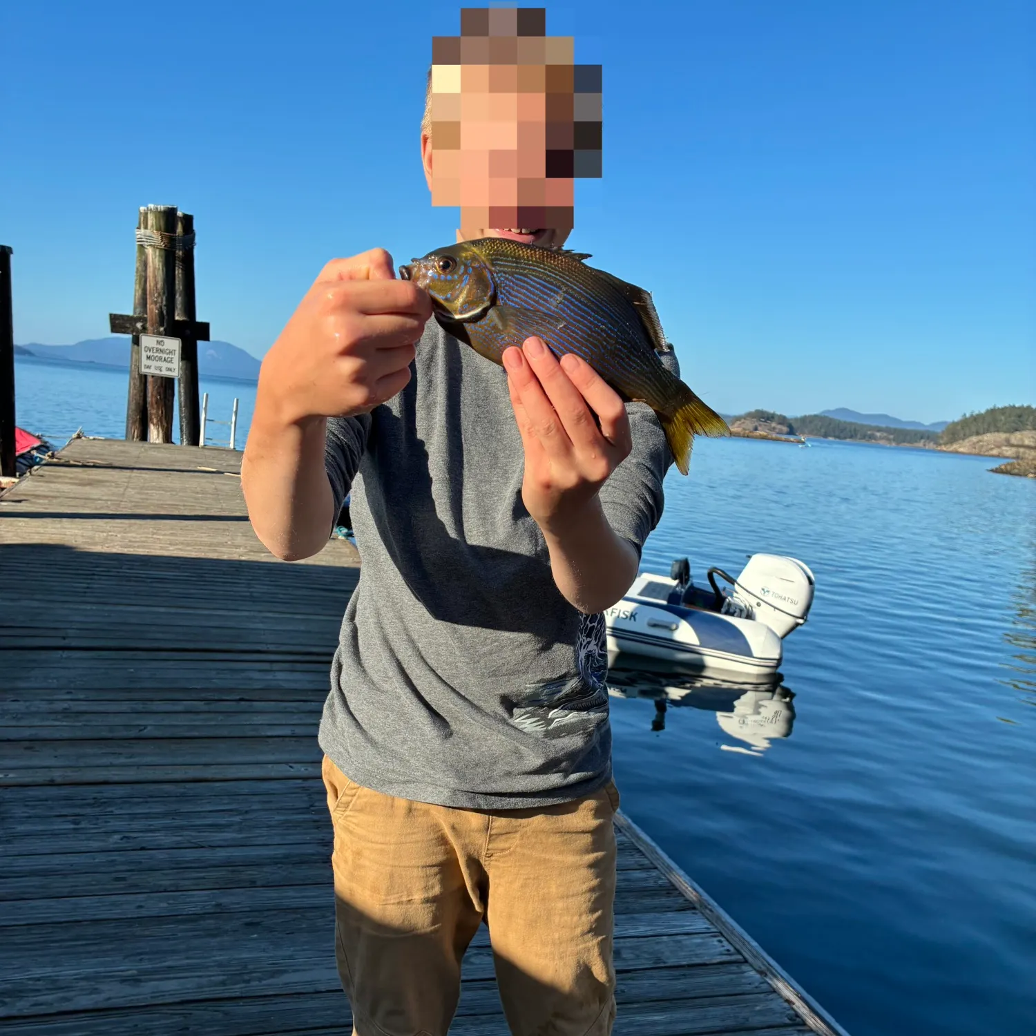 The most recent Striped seaperch catches on Fishbrain