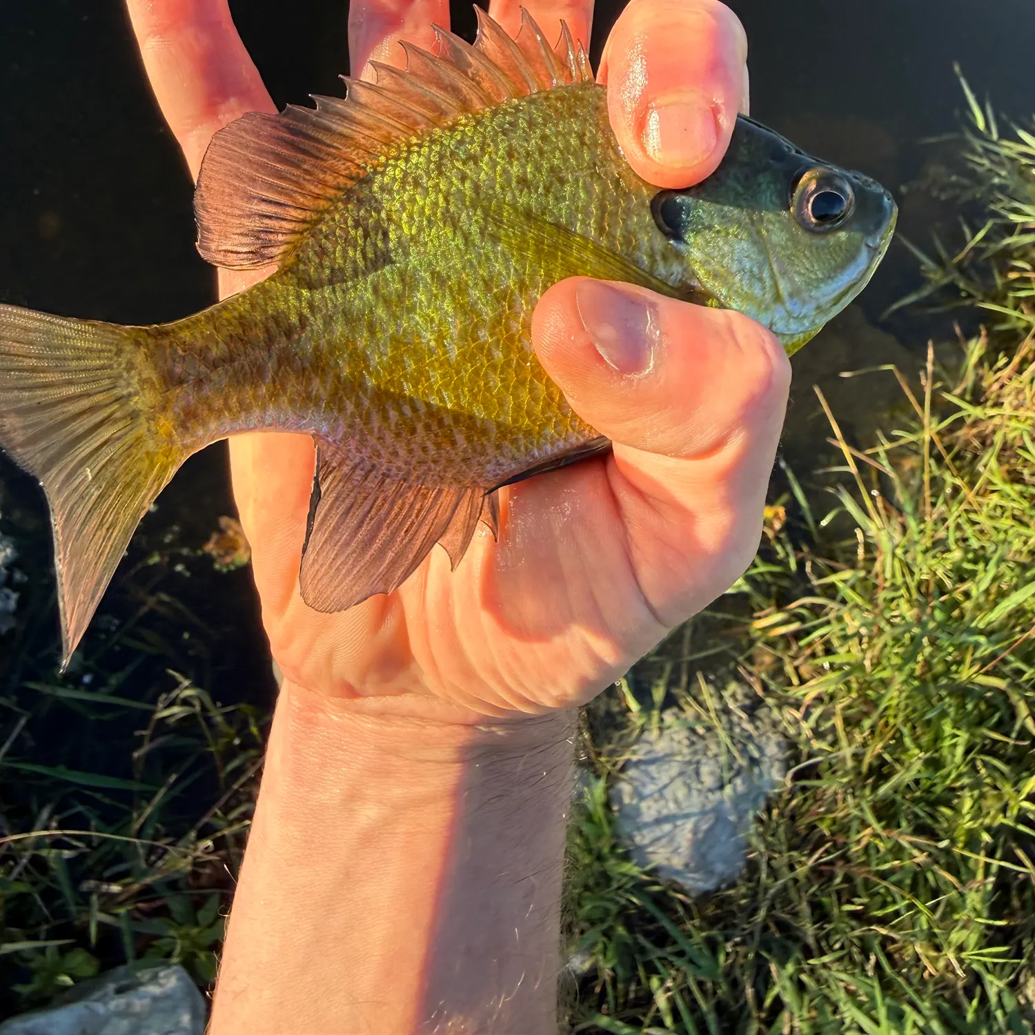 Bluegill caught on Fishbrain