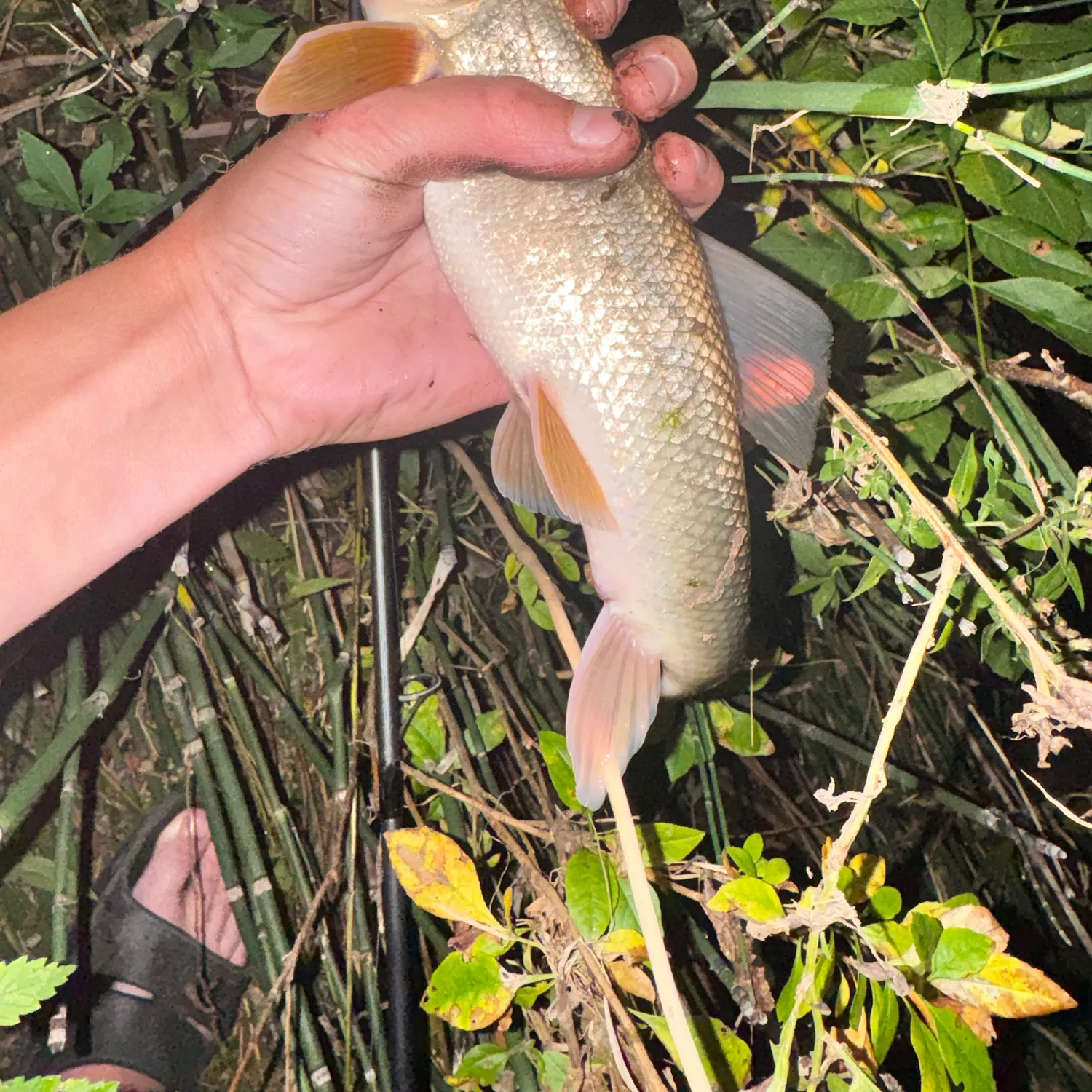White sucker caught on Fishbrain