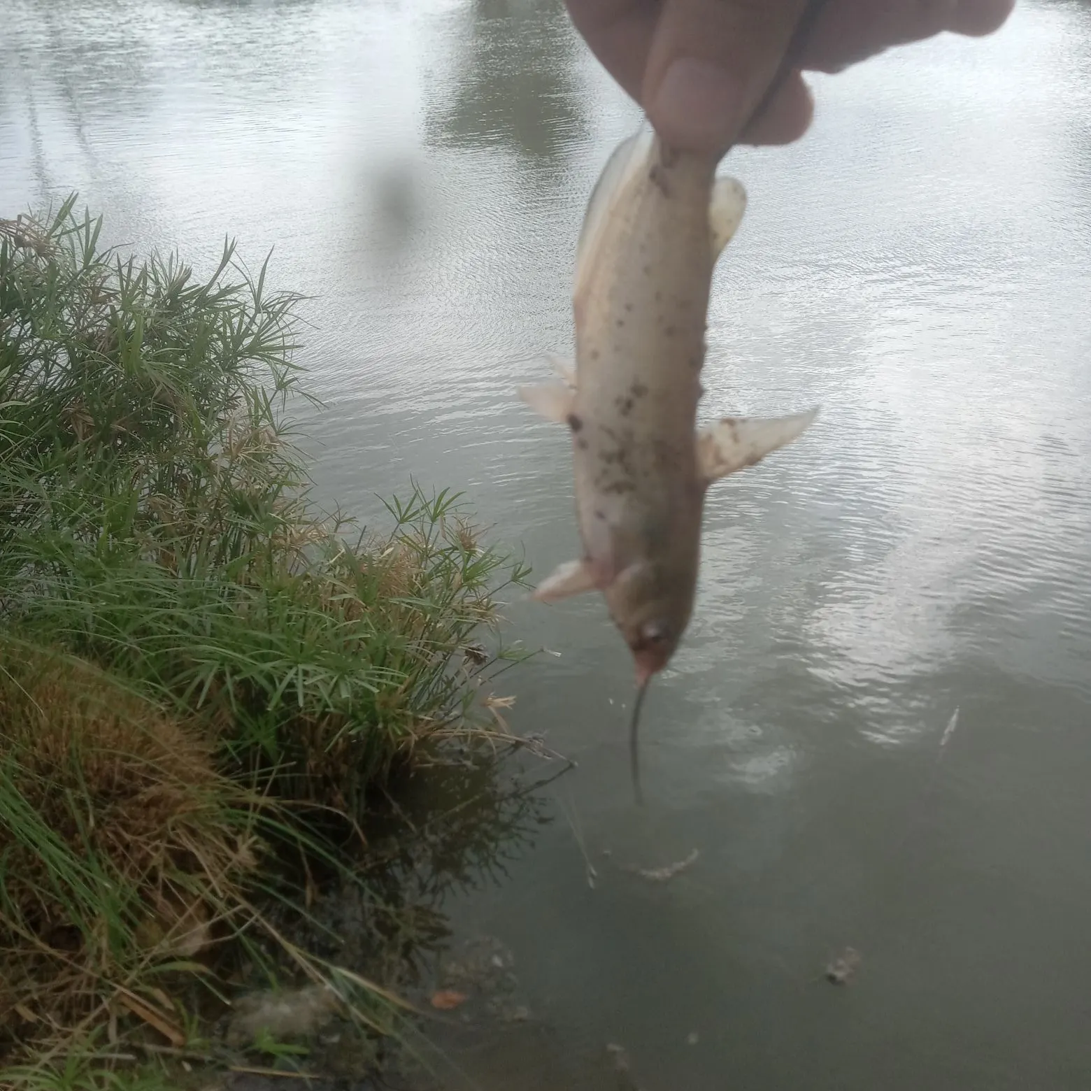 Channel catfish caught on Fishbrain