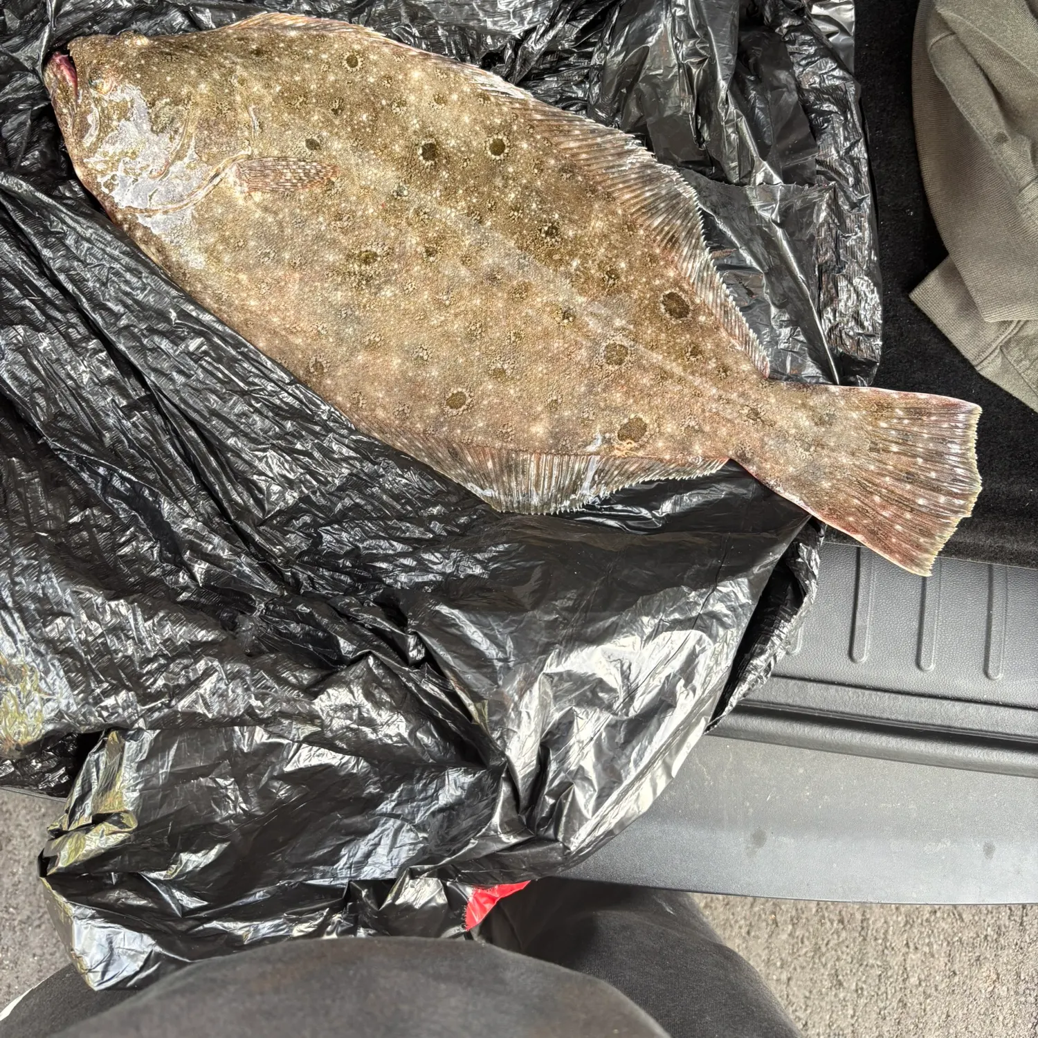 Summer flounder caught on Fishbrain