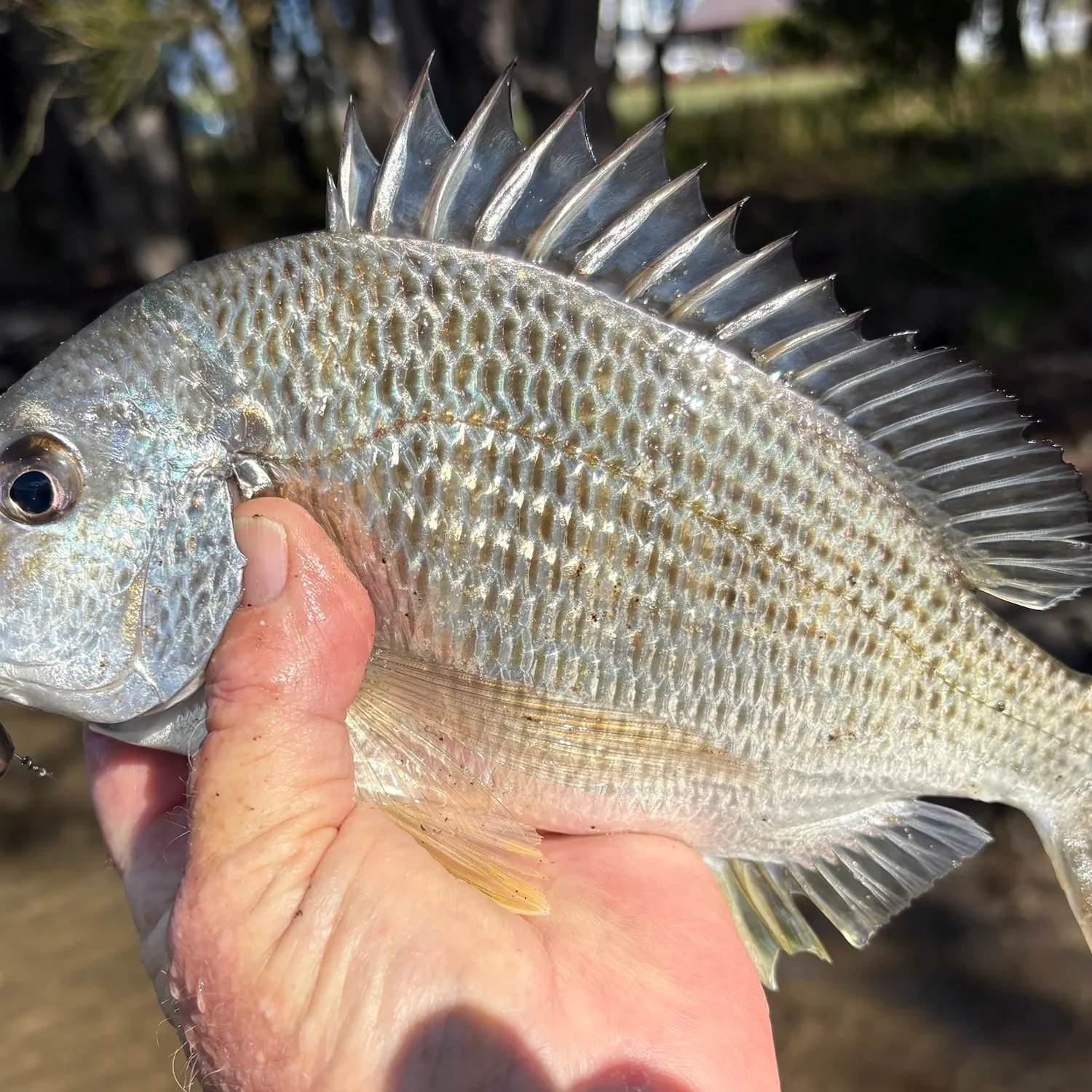 Surf bream caught on Fishbrain