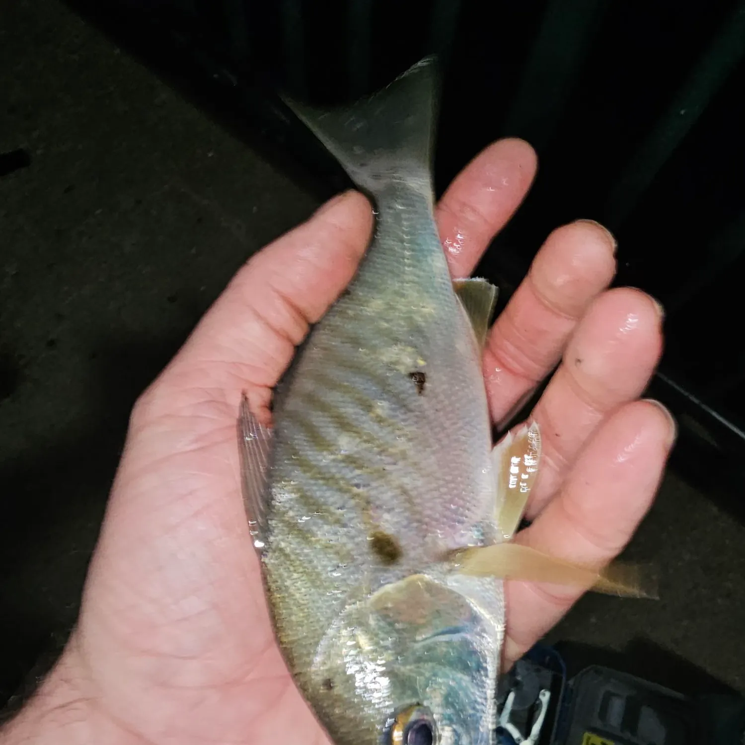 Spot croaker caught on Fishbrain