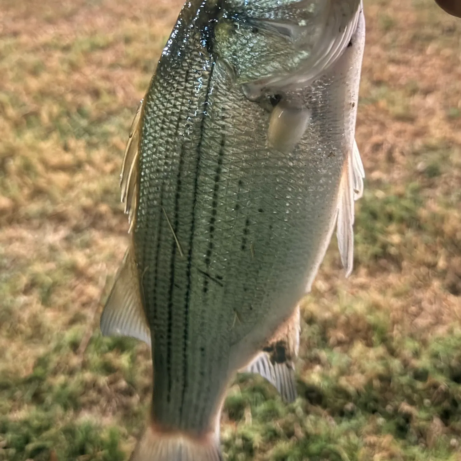 White bass caught on Fishbrain