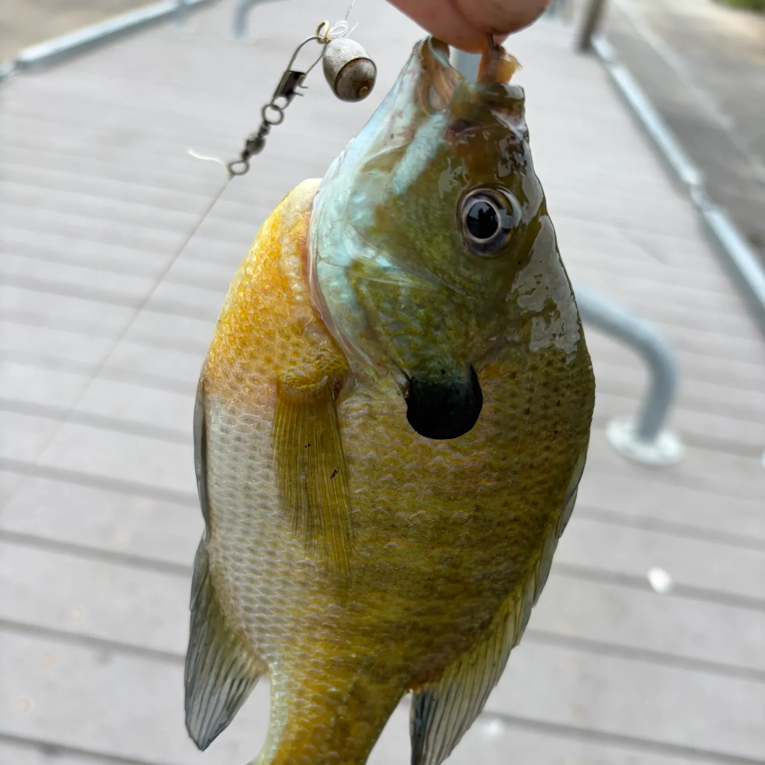 Bluegill caught on Fishbrain