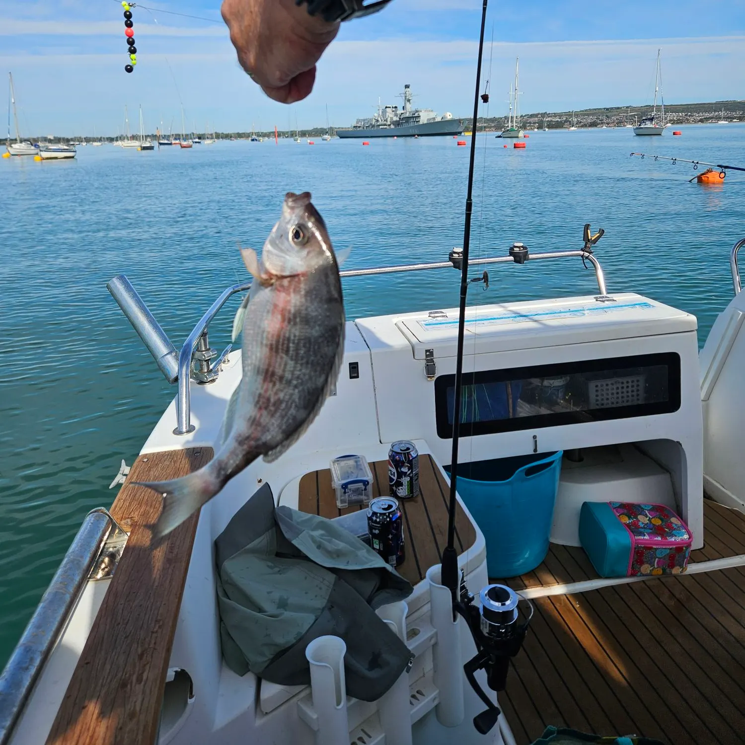 Black seabream caught on Fishbrain