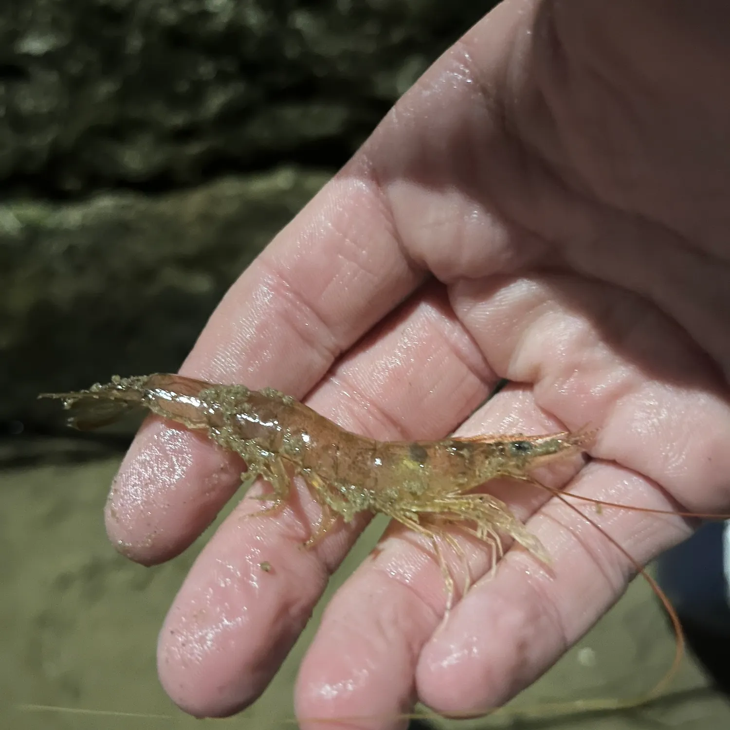 The most recent Randall's prawn-goby catches on Fishbrain
