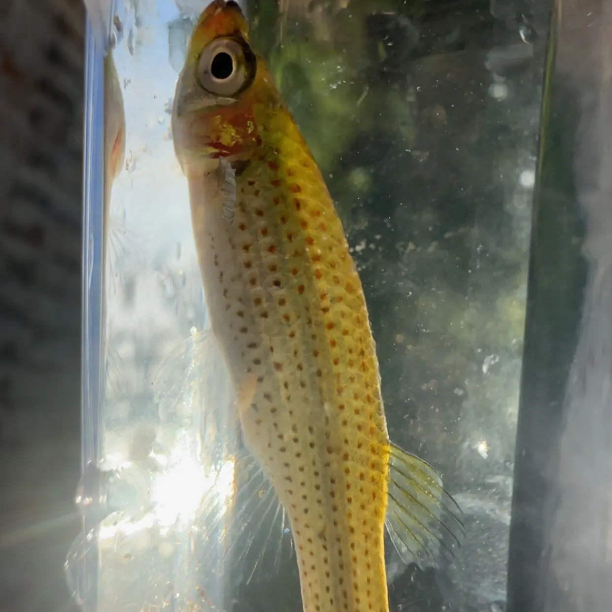 The most recent Russetfin topminnow catches on Fishbrain