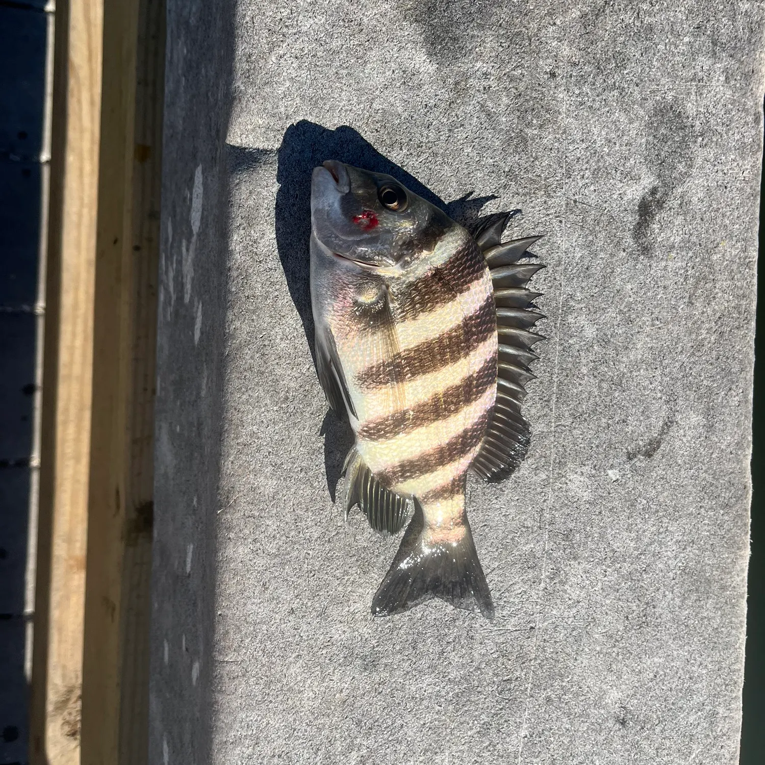 The most recent Sheepshead catches on Fishbrain