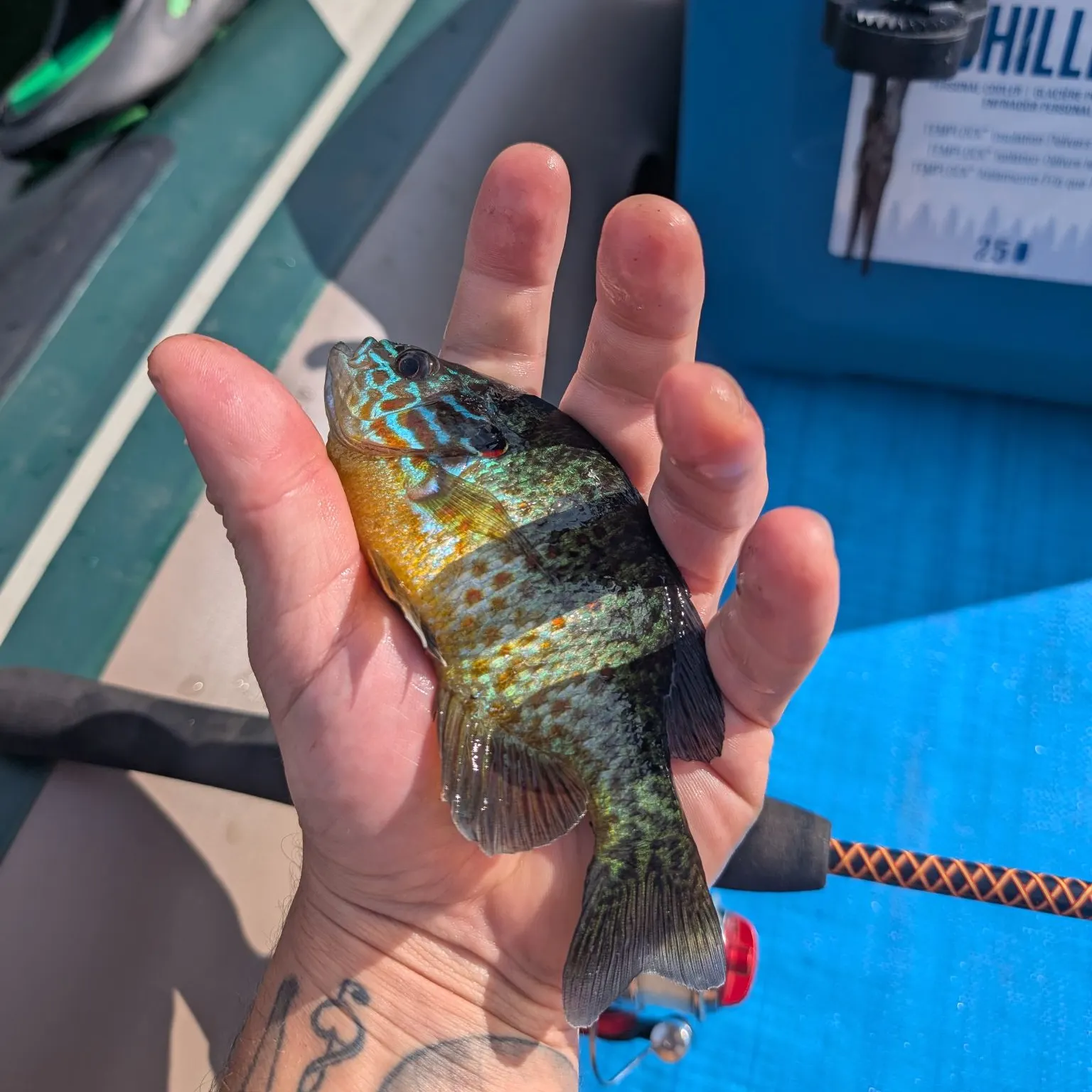 catch