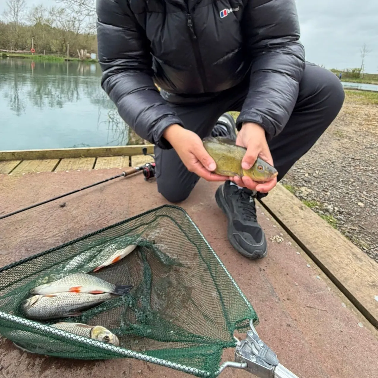The most recent Tench catches on Fishbrain
