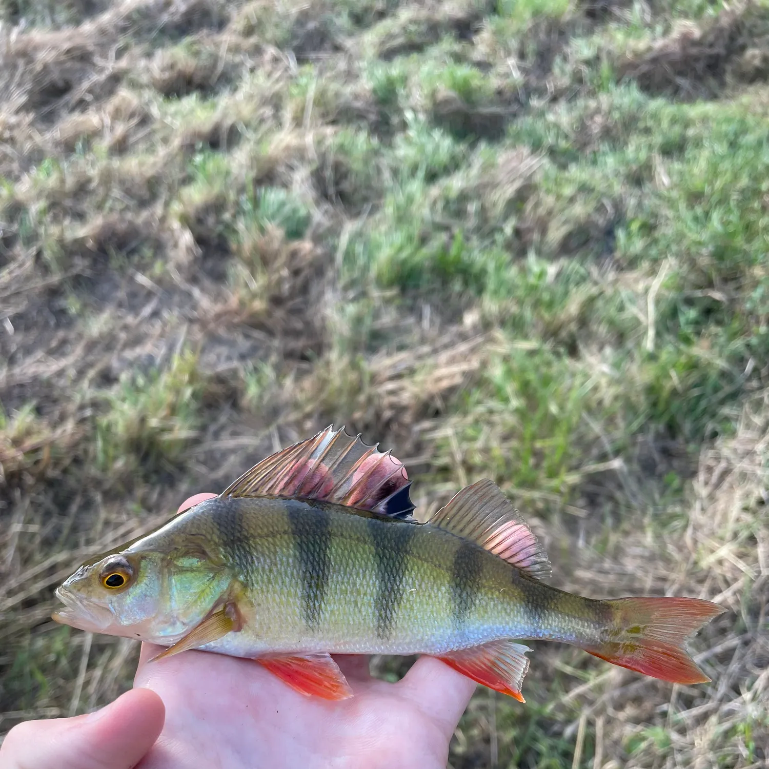 European perch caught on Fishbrain