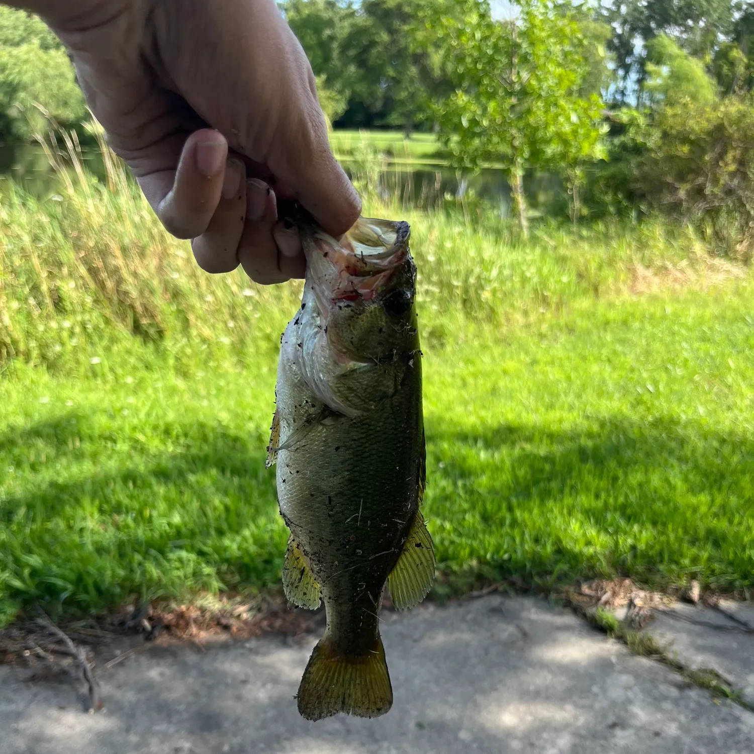 Largemouth bass caught on Fishbrain