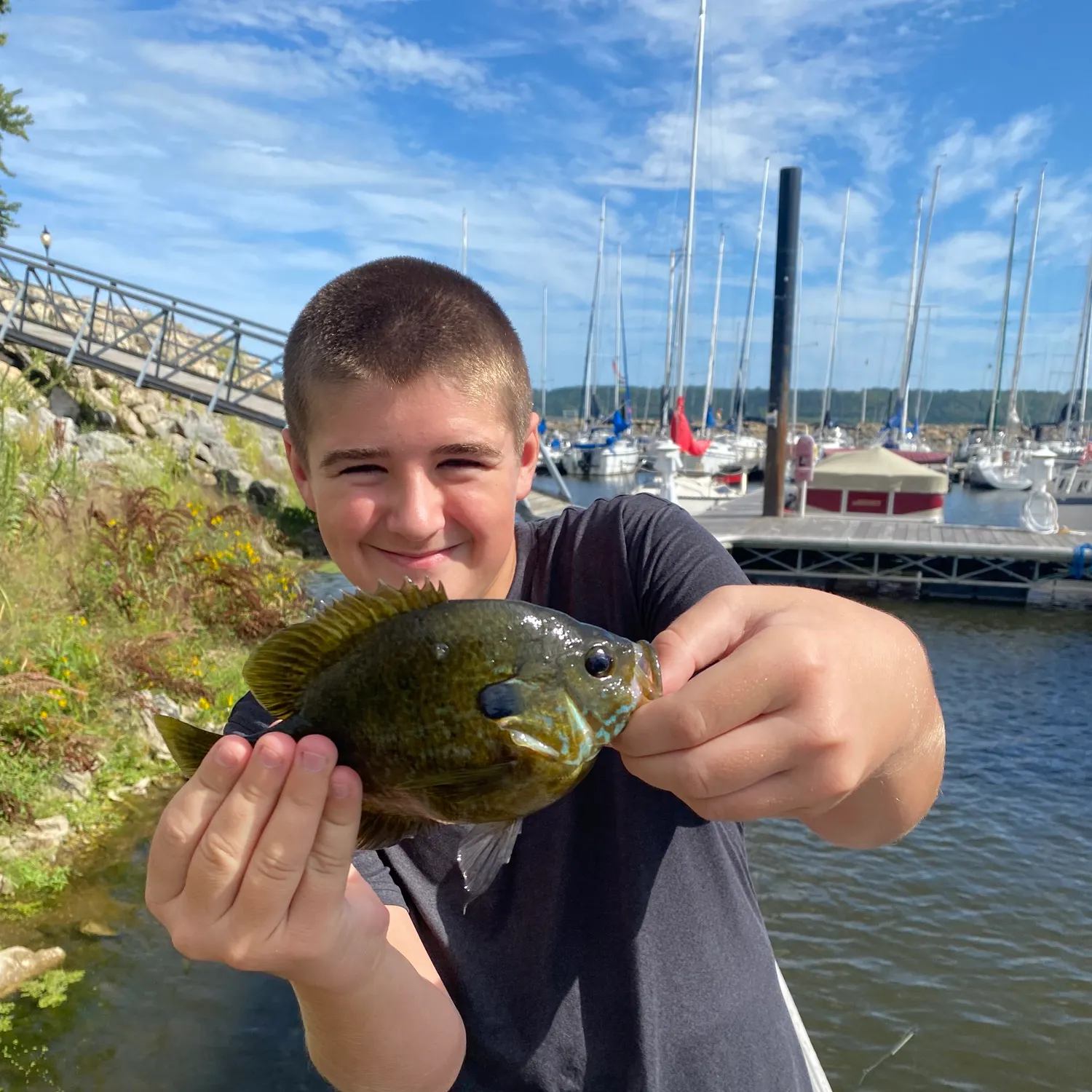 Greengill hybrid caught on Fishbrain