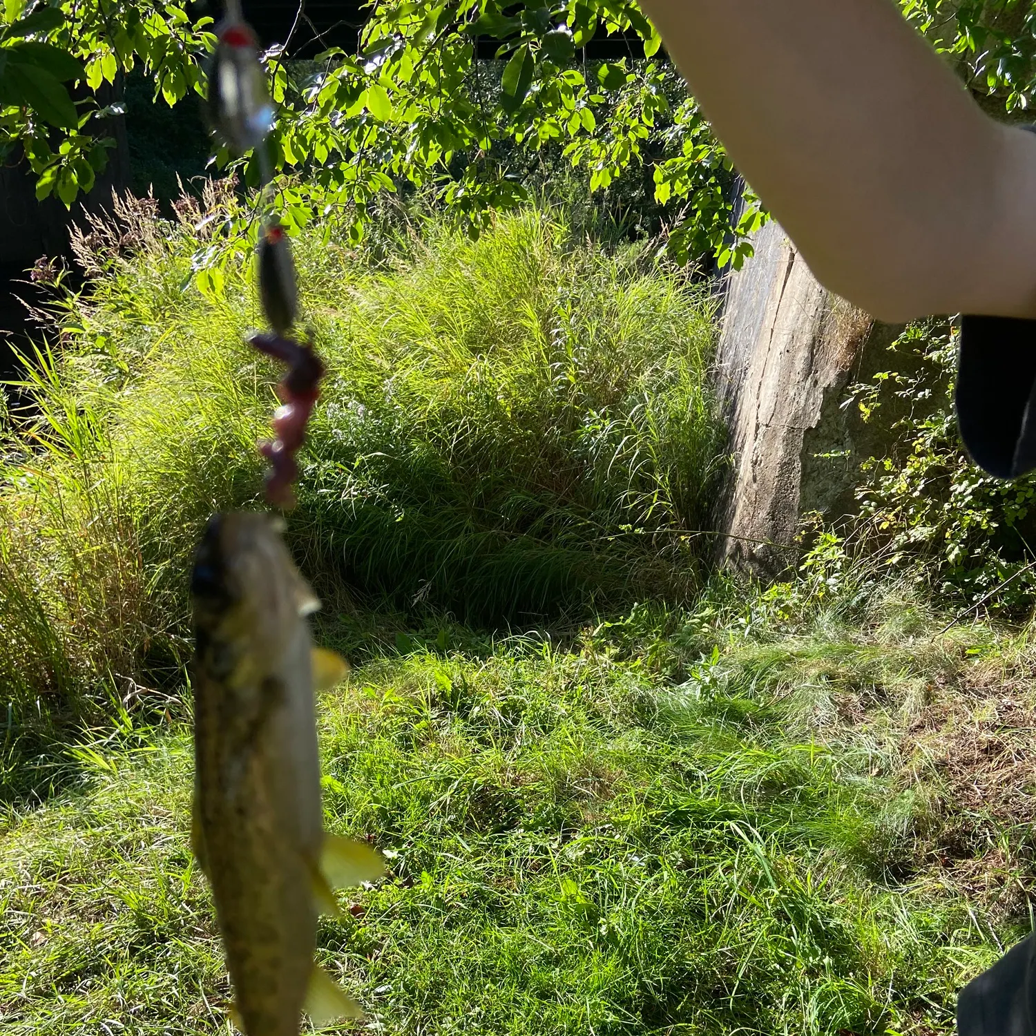 Brook trout caught on Fishbrain