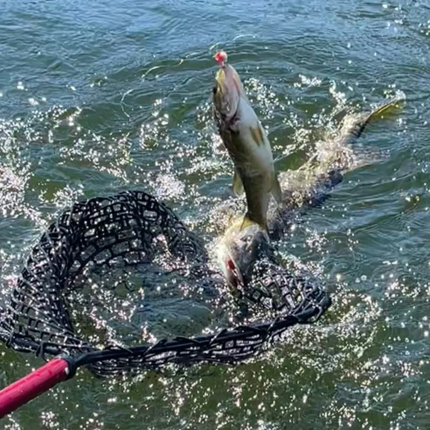 Walleye caught on Fishbrain