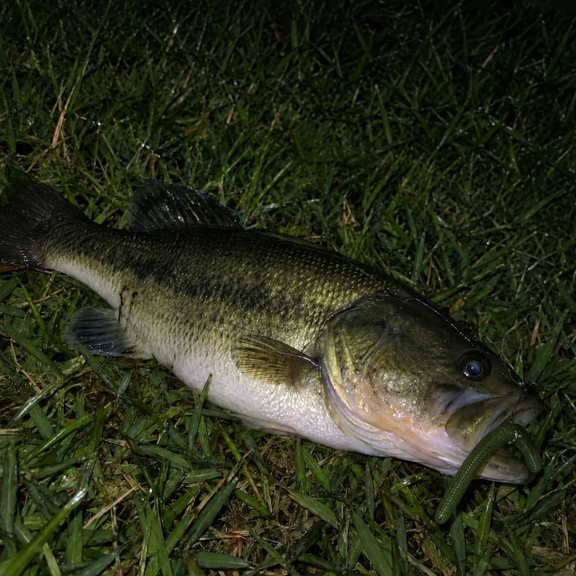 Largemouth bass caught on Fishbrain