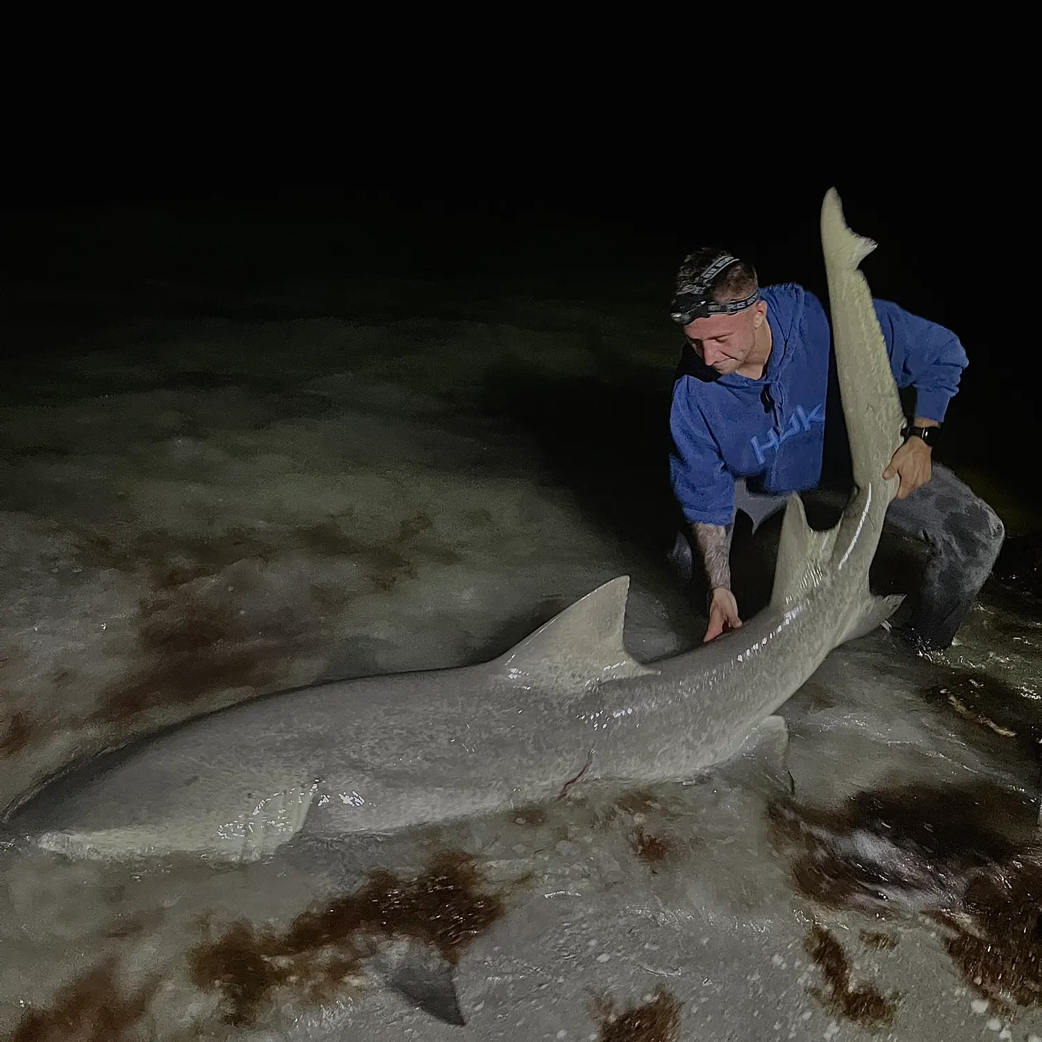 The most recent Lemon shark catches on Fishbrain