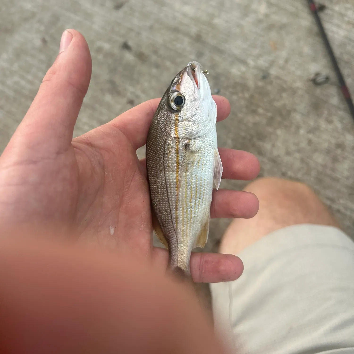 Tomtate grunt caught on Fishbrain
