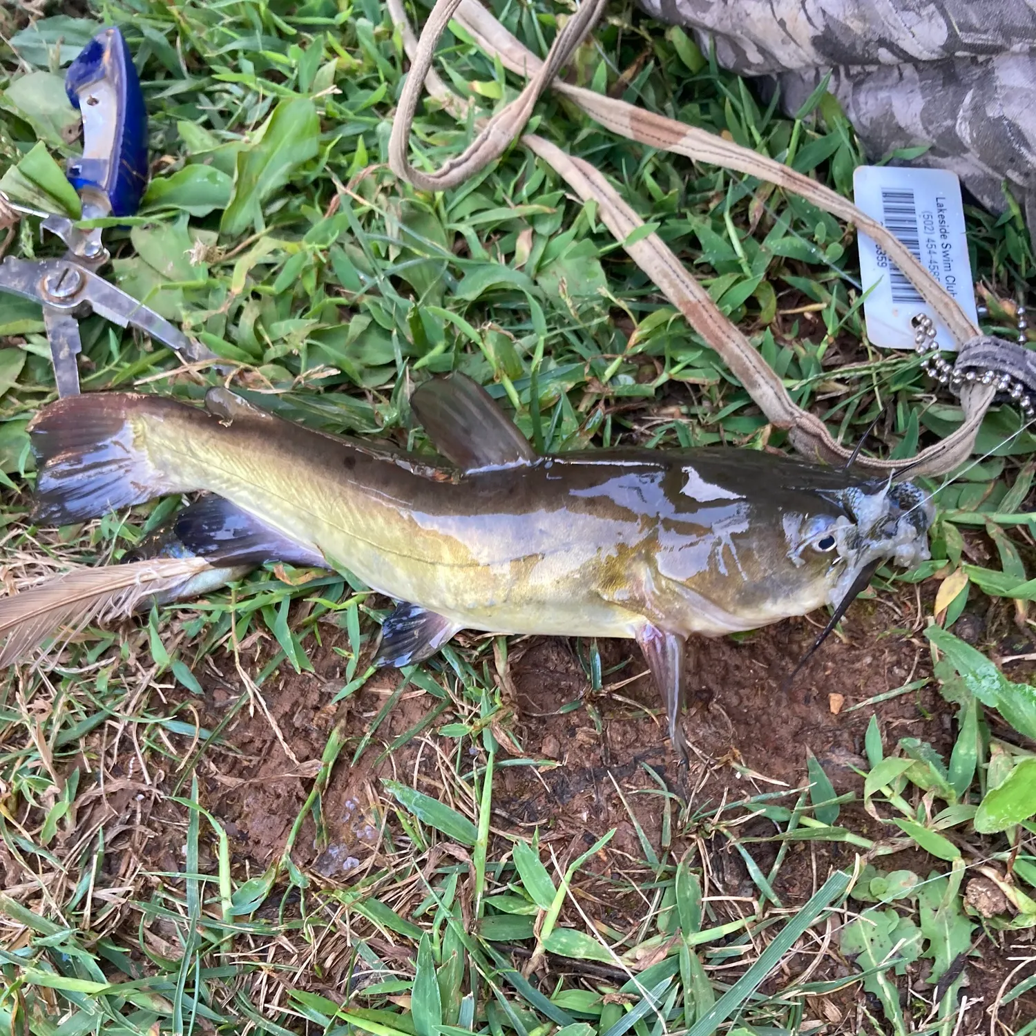 Brown bullhead caught on Fishbrain
