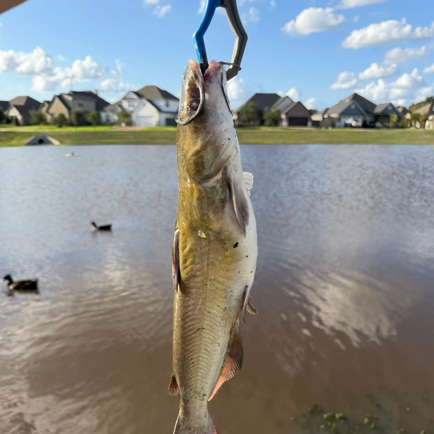 Channel catfish caught on Fishbrain