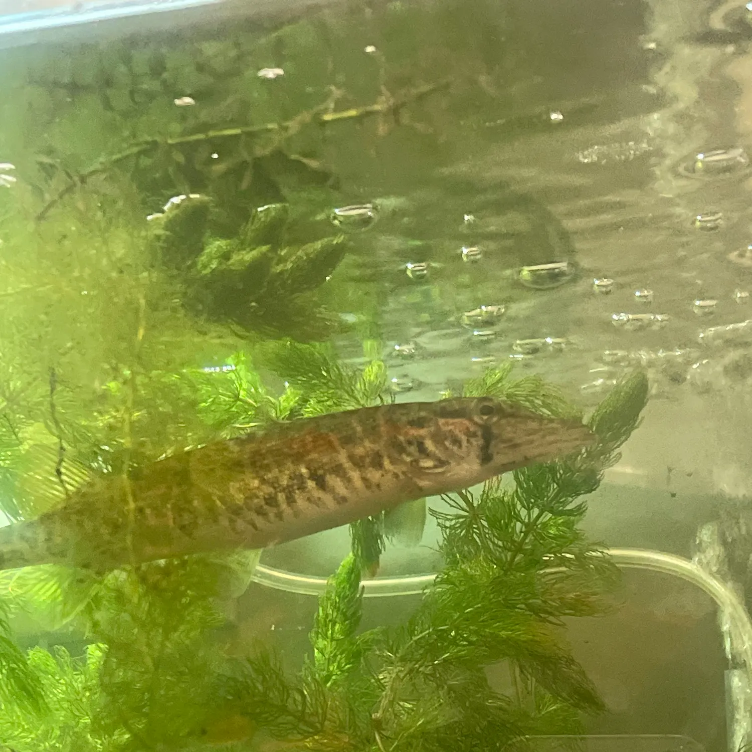 The most recent Grass pickerel catches on Fishbrain