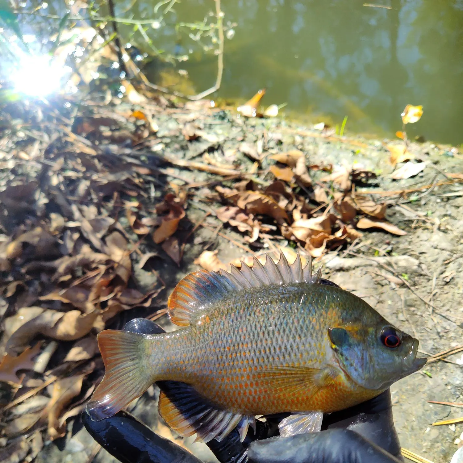 The most recent Redspotted sunfish catches on Fishbrain