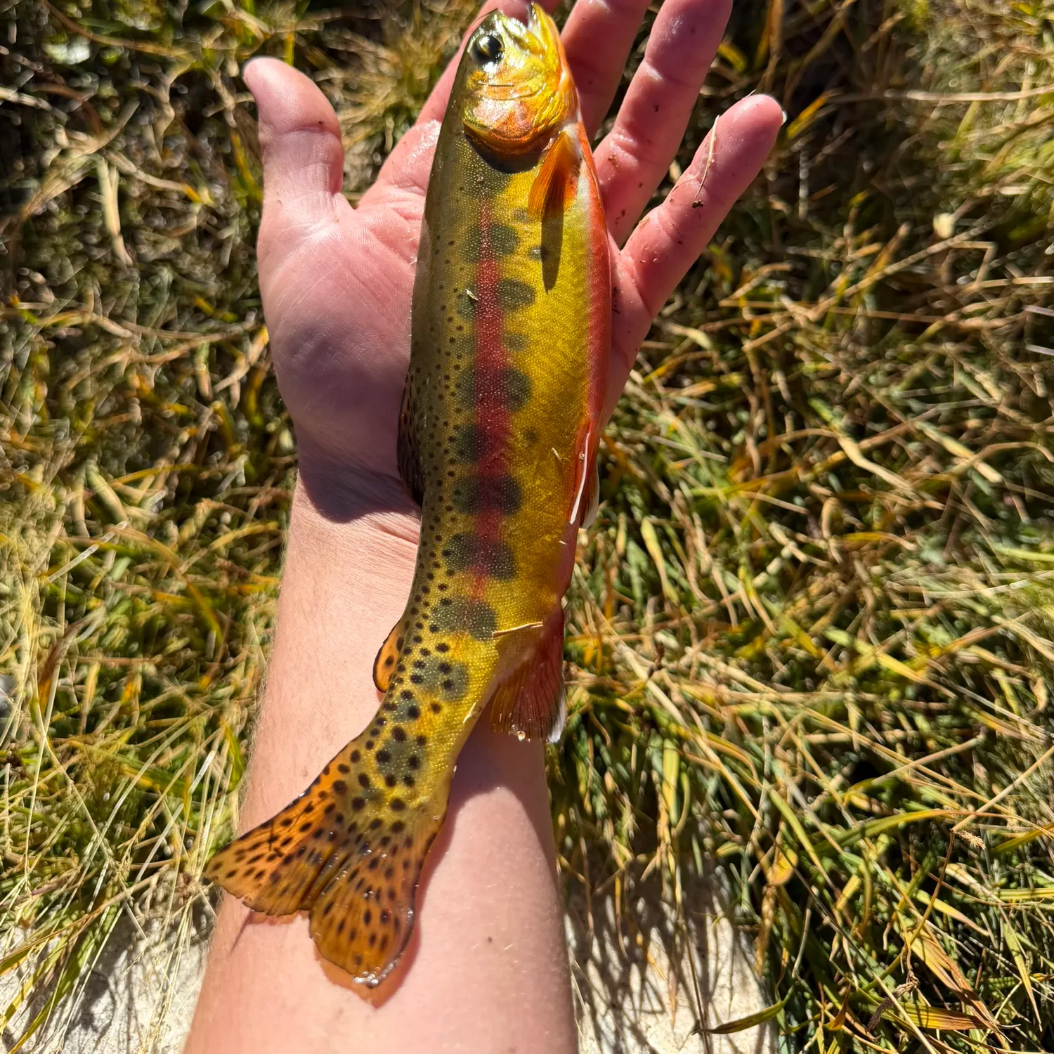 Golden trout caught on Fishbrain