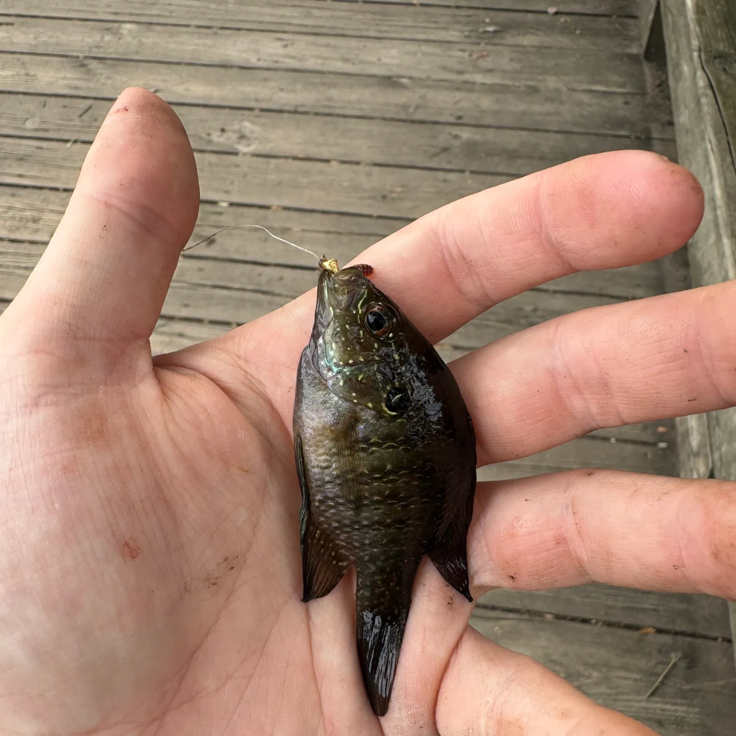 The most recent Banded sunfish catches on Fishbrain
