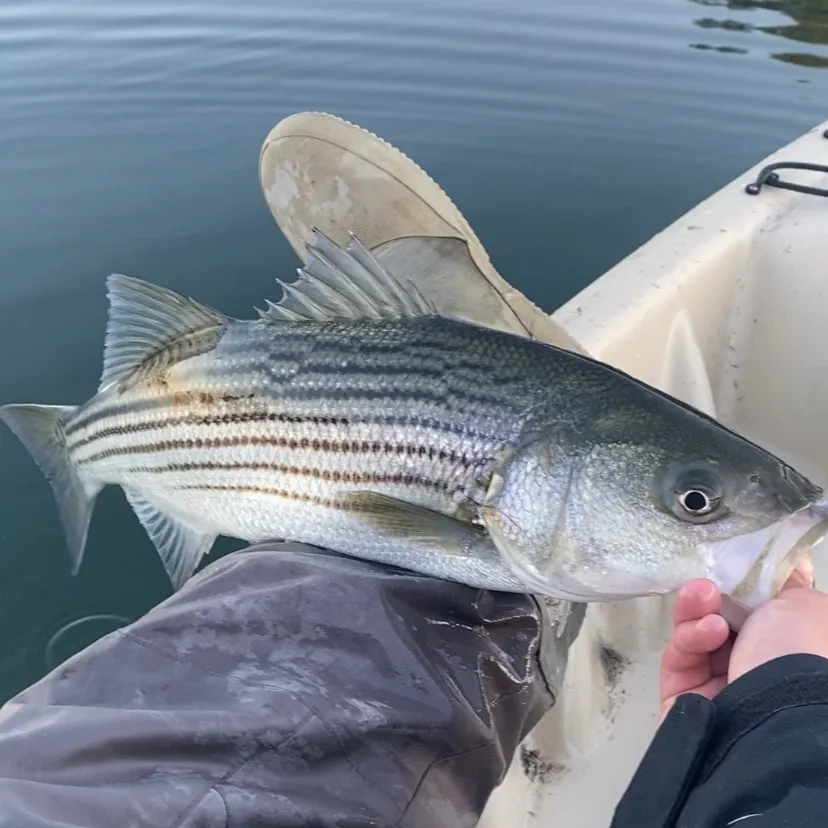 Striped bass caught on Fishbrain