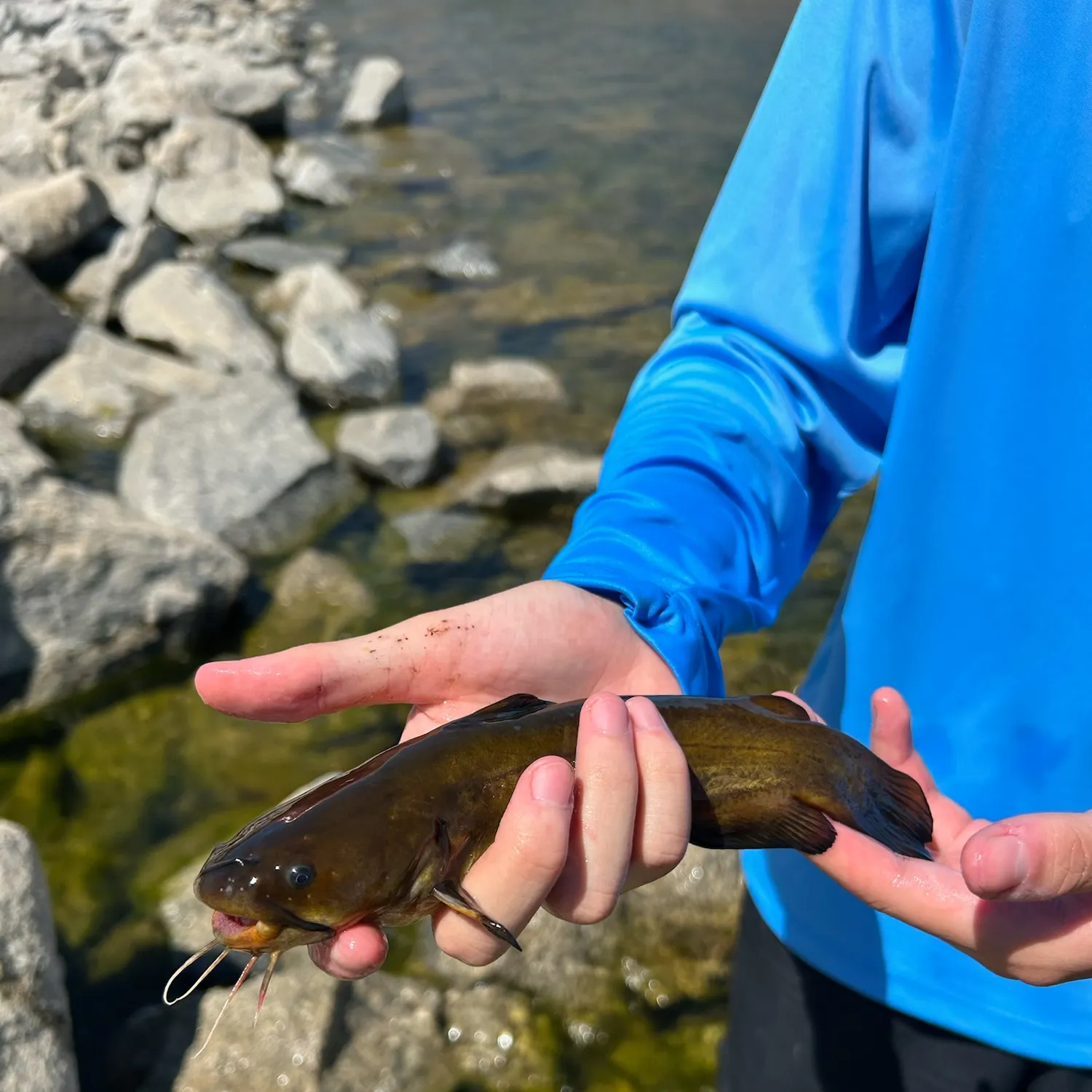 Black bullhead caught on Fishbrain