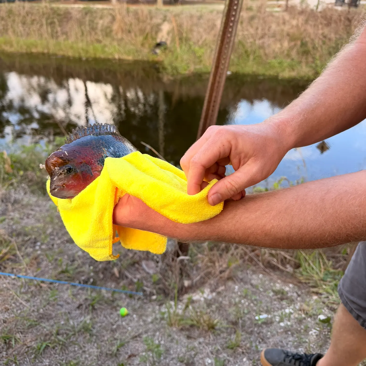 The most recent Redhead cichlid catches on Fishbrain