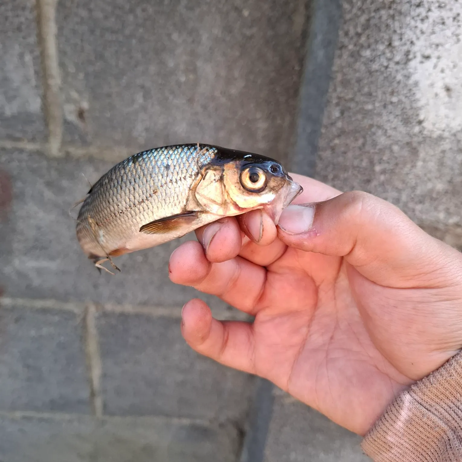 Common dace caught on Fishbrain
