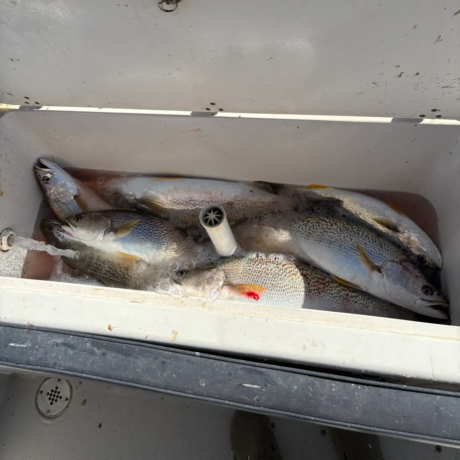 The most recent Gray weakfish catches on Fishbrain
